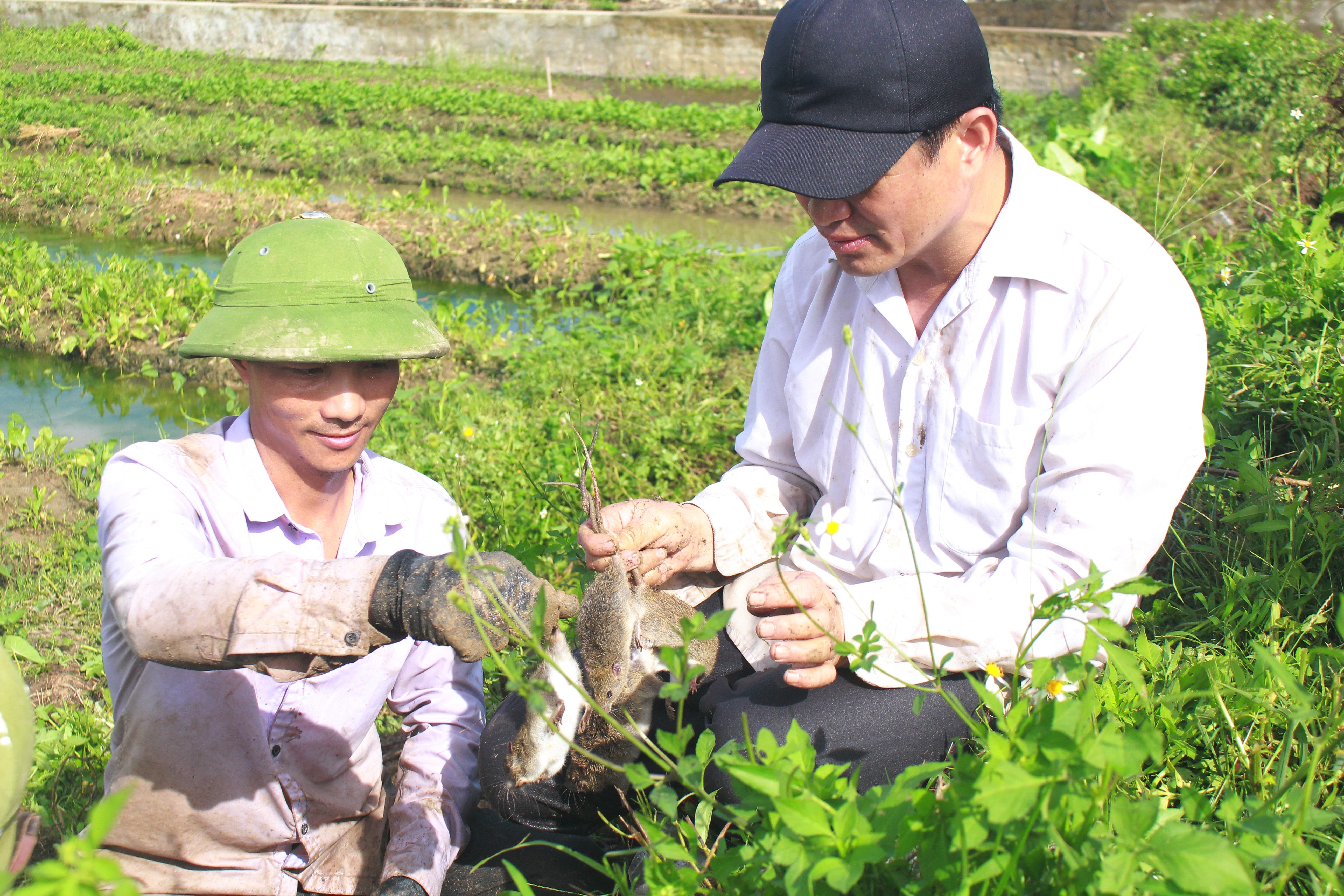 Mỗi ngày, nhóm thợ săn có thể bắt được hàng chục kg chuột đồng rồi xuất bán ra Hà Nội. Ảnh: Việt Hùng