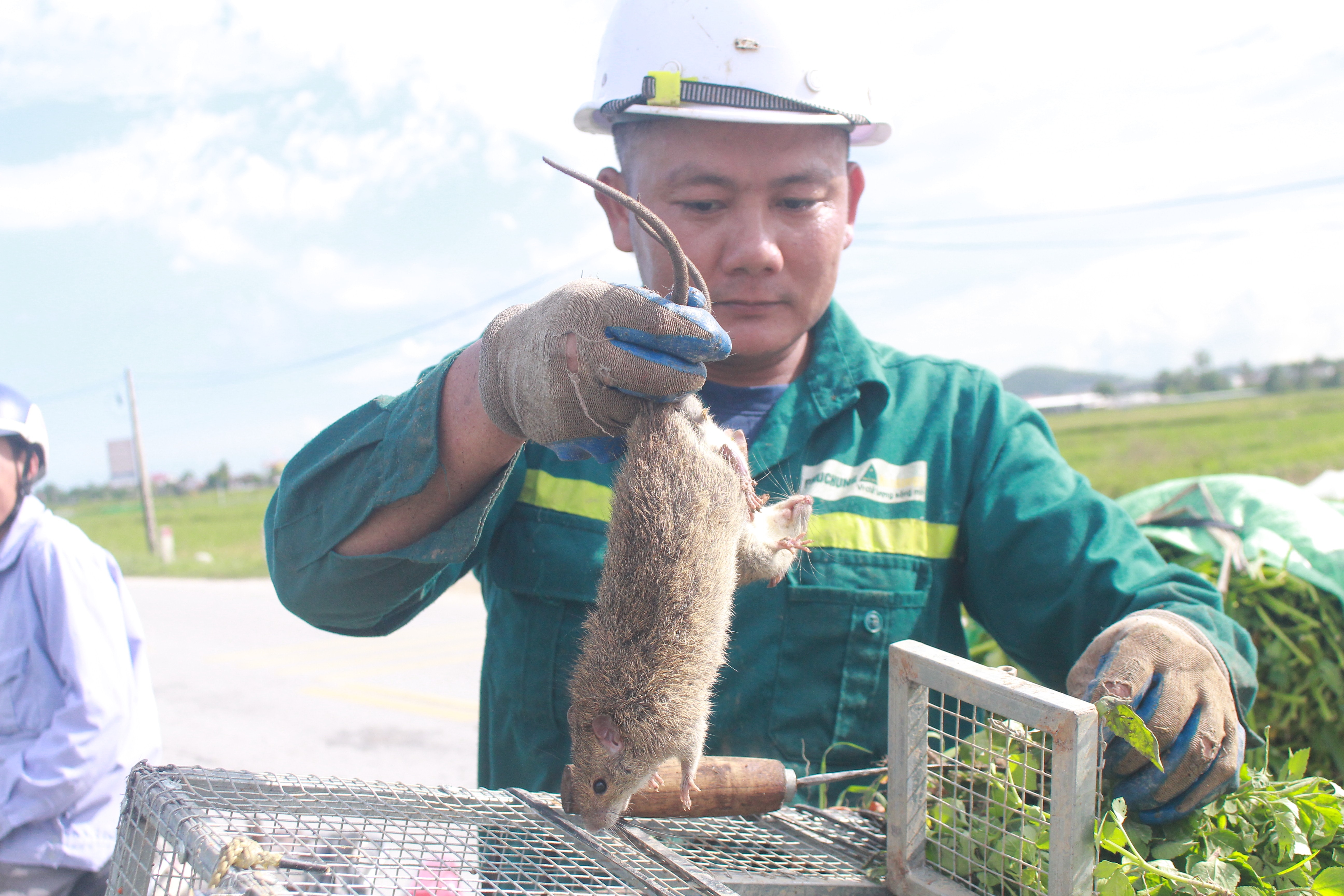 Chuột được cho vào lồng sắt. Mỗi ngày có 2 – 3 nhóm người ở xã Quỳnh Lâm (Quỳnh Lưu) đi săn bắt chuột đồng. Ảnh: Việt Hùng