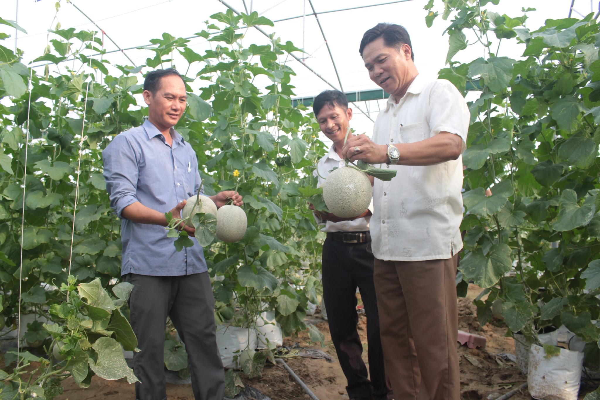 Mô hình trồng dưa lưới cho thu nhập cao của gia đình anh Đinh Quang Hoàng ở xã Nghĩa Trung. Ảnh: Hoàng Cường