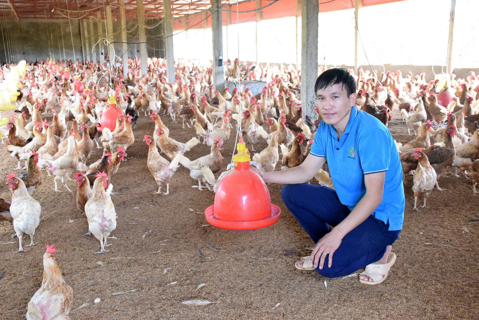 Mô hình chăn nuôi gà thảo dược của nông dân Lê Văn Dương, xã Quỳnh Bảng, huyện Quỳnh Lưu. Ảnh Xuân Hoàng
