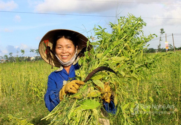 Bài con nông dân Diễn Châu thu hoạch Vừng.Ảnh: Tư liệu