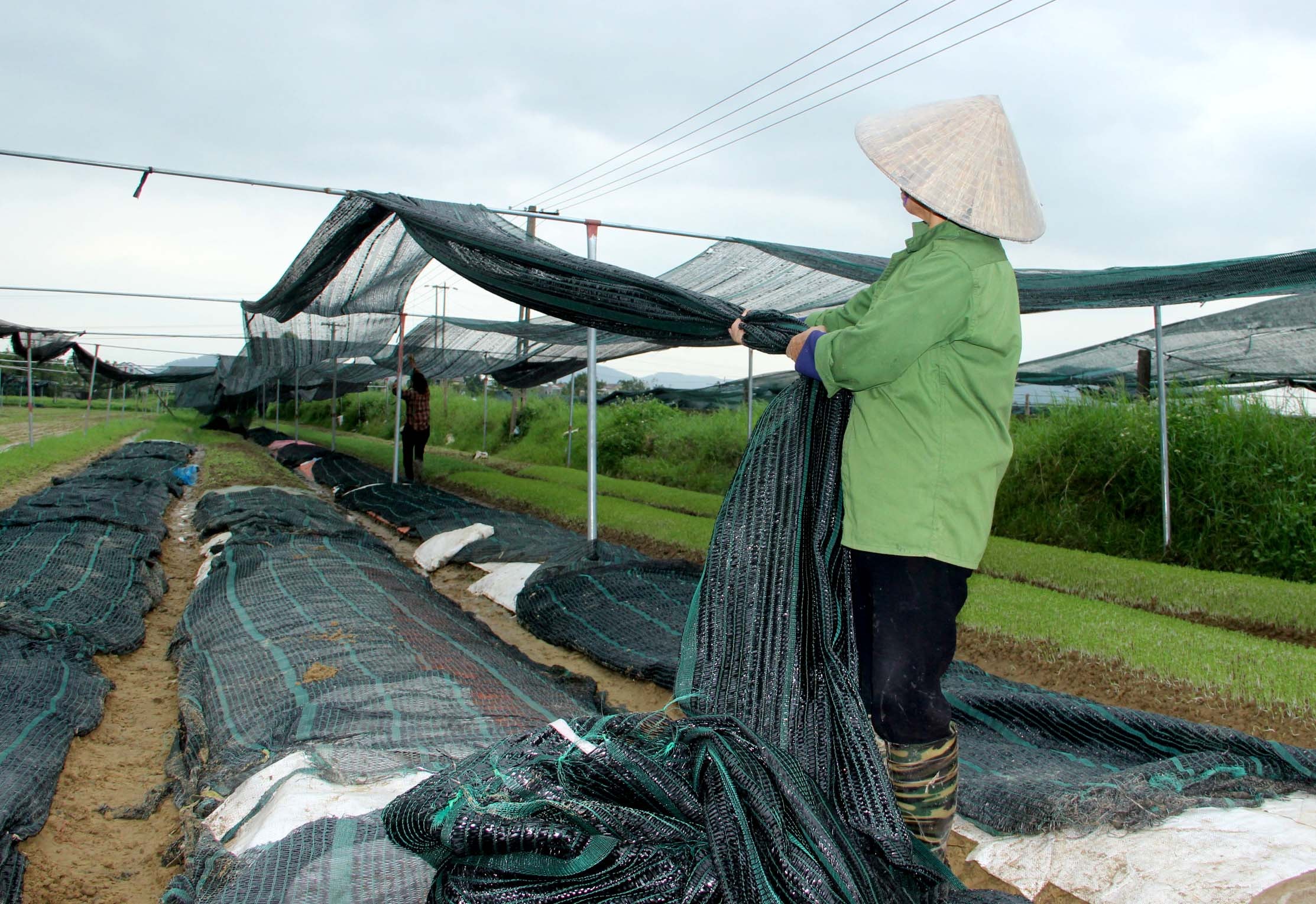 Bà con hiện đang tập trung sửa chữa, chèo chống các mái che để chuẩn bị cho vụ rau mới. Ảnh: Q.A