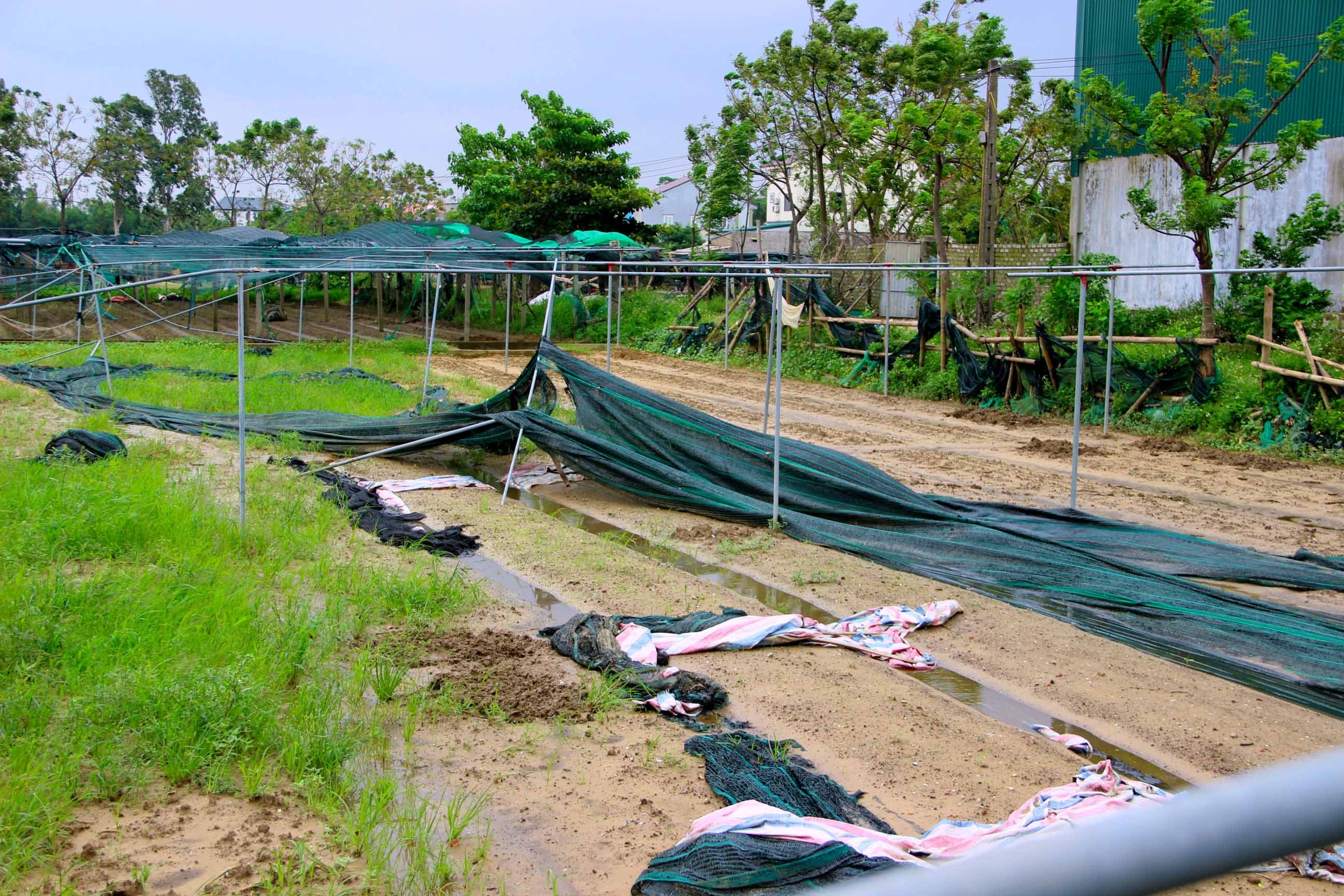 Những cánh đồng rau tại vùng rau Vinh Xuân, xã Hưng Đông vẫn bỏ hoang, chưa được phục hồi sau bão số 5. Ảnh: Q.A