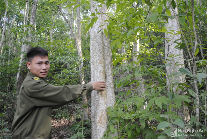 Hội thảo REDD