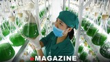 Có một trang trại nuôi trồng tảo xoắn Nhật Bản ở Nghệ An