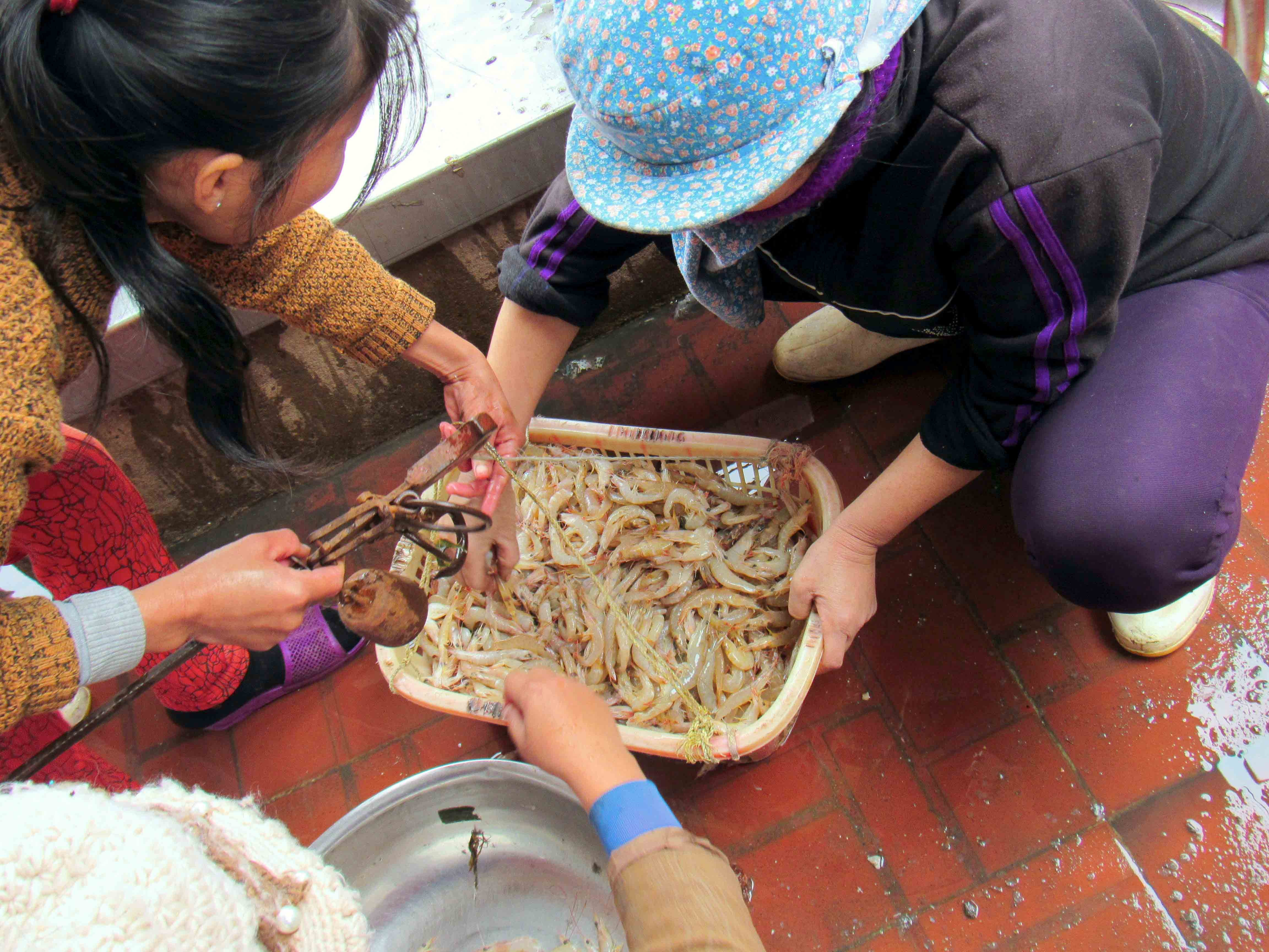 Do sản lượng đánh bắt giảm sút nên  tôm tươi vền đến cảng đều được tiêu thụ rất nhanh. Ảnh: Q.A