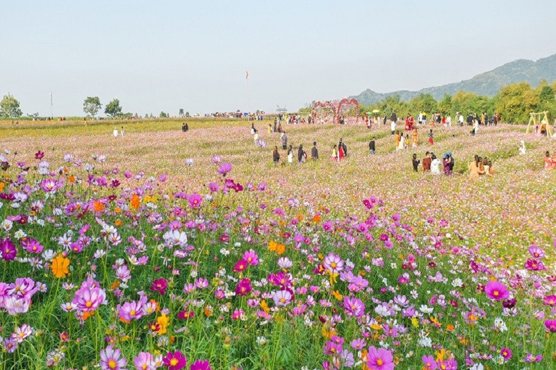Đồi hoa xuân Thị xã Thái Hòa thu hút khách du lịch (nguồn internet)