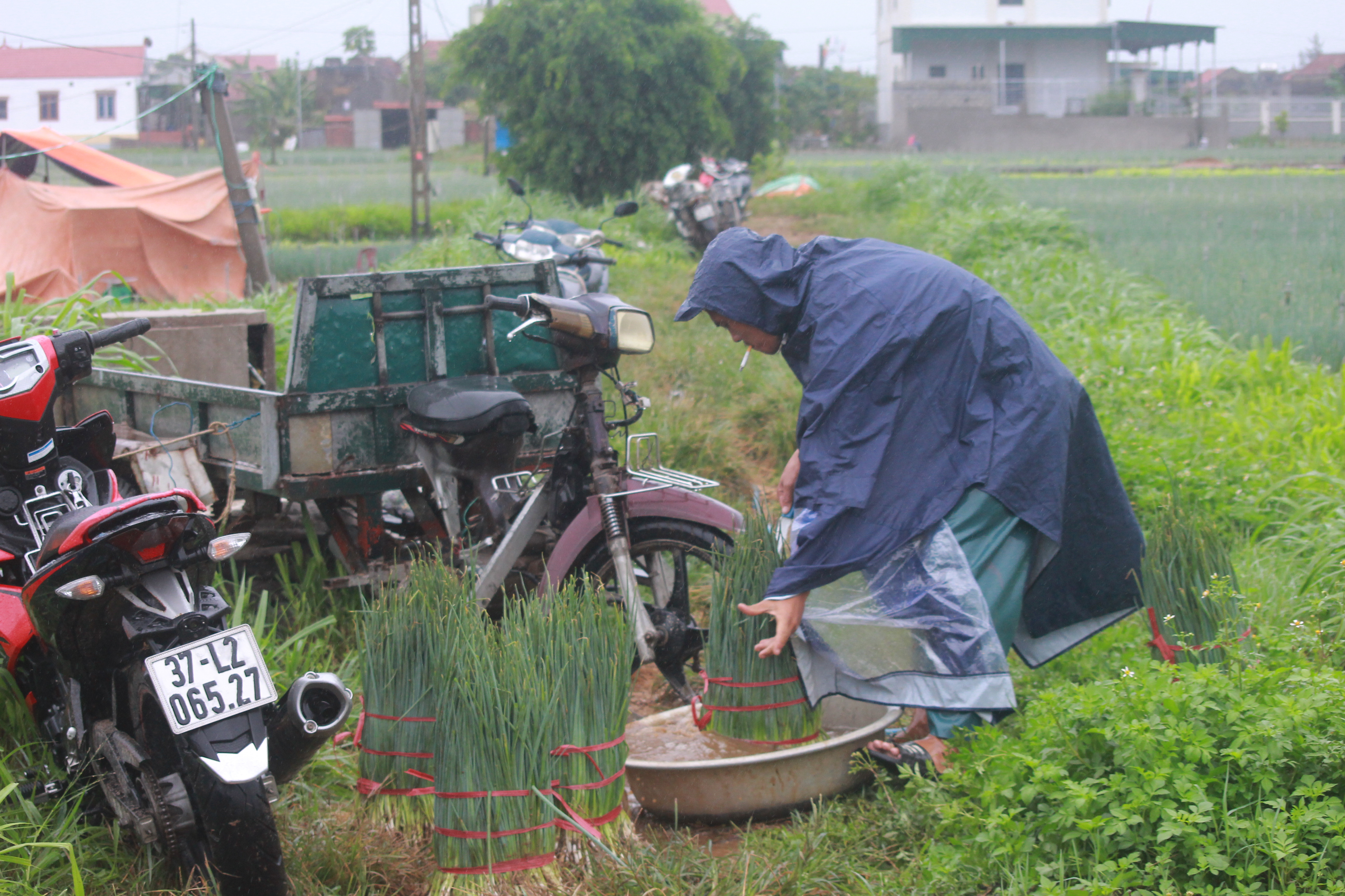 Mặc dù trời đang mưa nhưng bà con nông dân huyện Quỳnh Lưu vẫn ra đồng thu hoạch hành hoa tránh hư hỏng. Ảnh: Việt Hùng