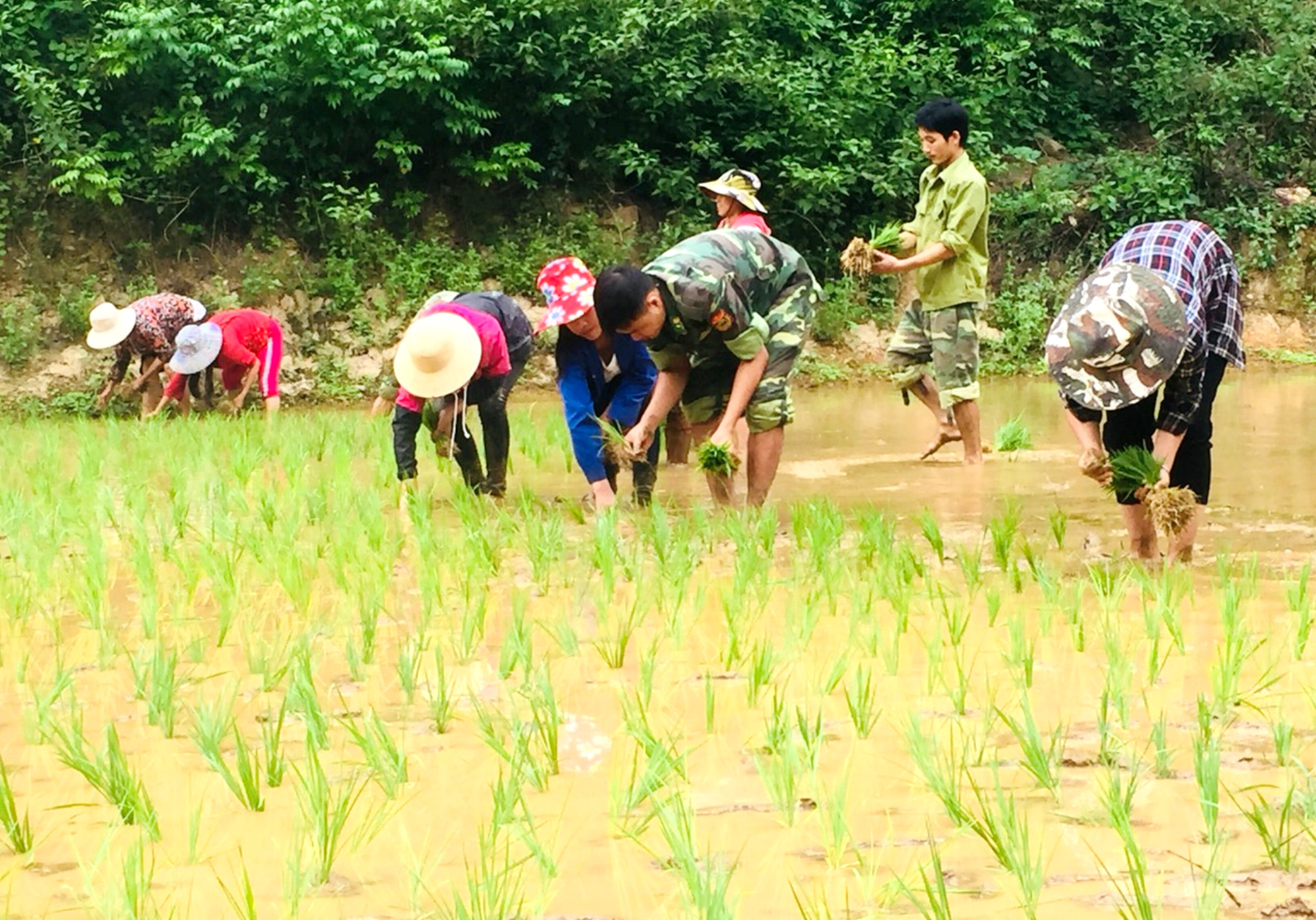 Cán bộ Đồn Biên phòng Mỹ Lý giúp đồng bào trên địa bàn làm lúa nước. Ảnh: Xuân Sơn