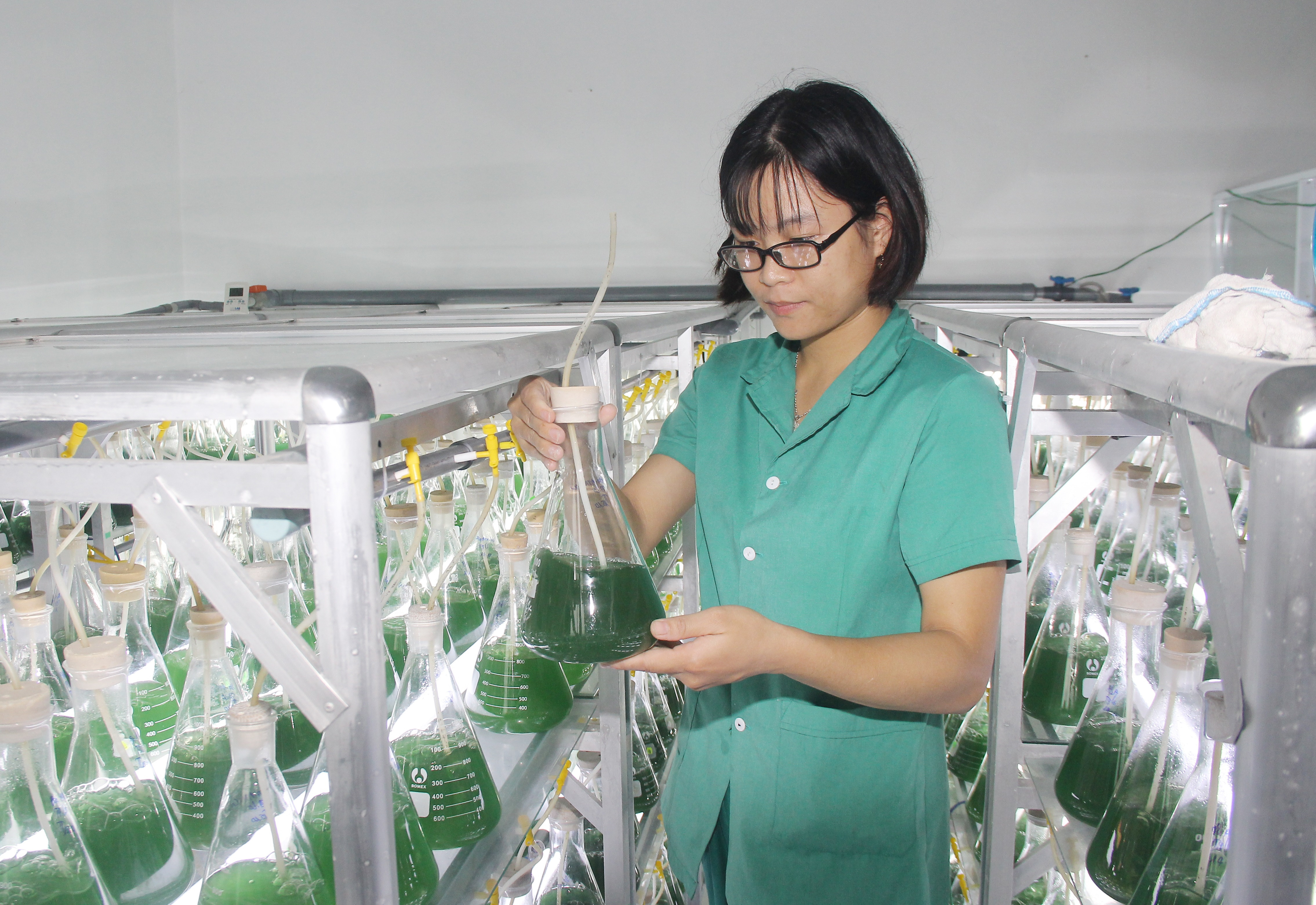Dự án nuôi trồng và sản xuất chế biến các sản phẩm từ tảo xoắn tại xã Quỳnh Lương. Ảnh: Mai Hoa