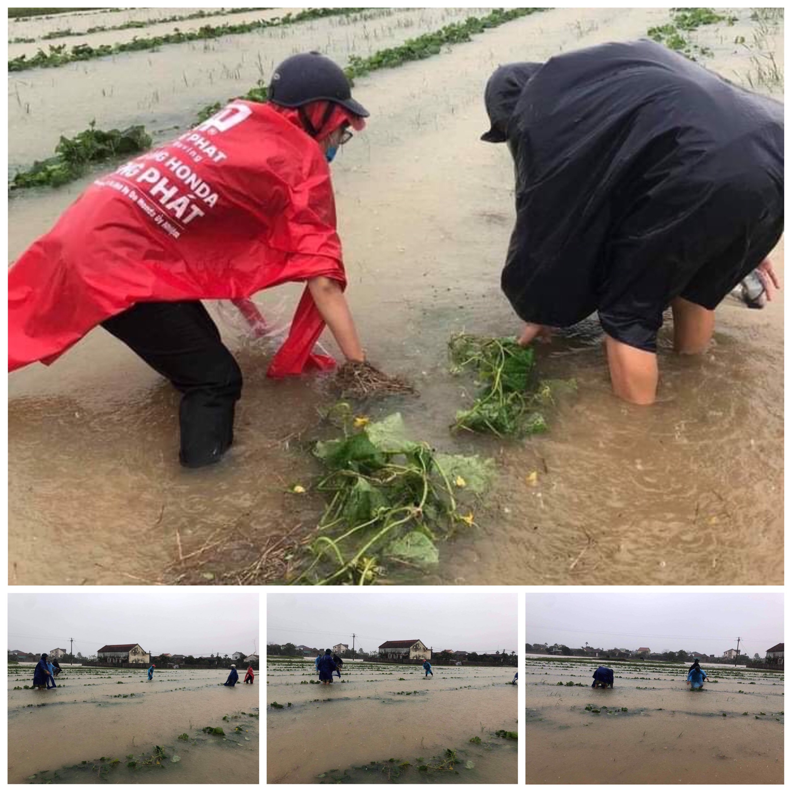  ĐVTN xã Hưng Tây, huyện Hưng Nguyên giúp người dân thu hoạch dưa chuột chạy lụt. Ảnh: Nguyễn Quỳnh