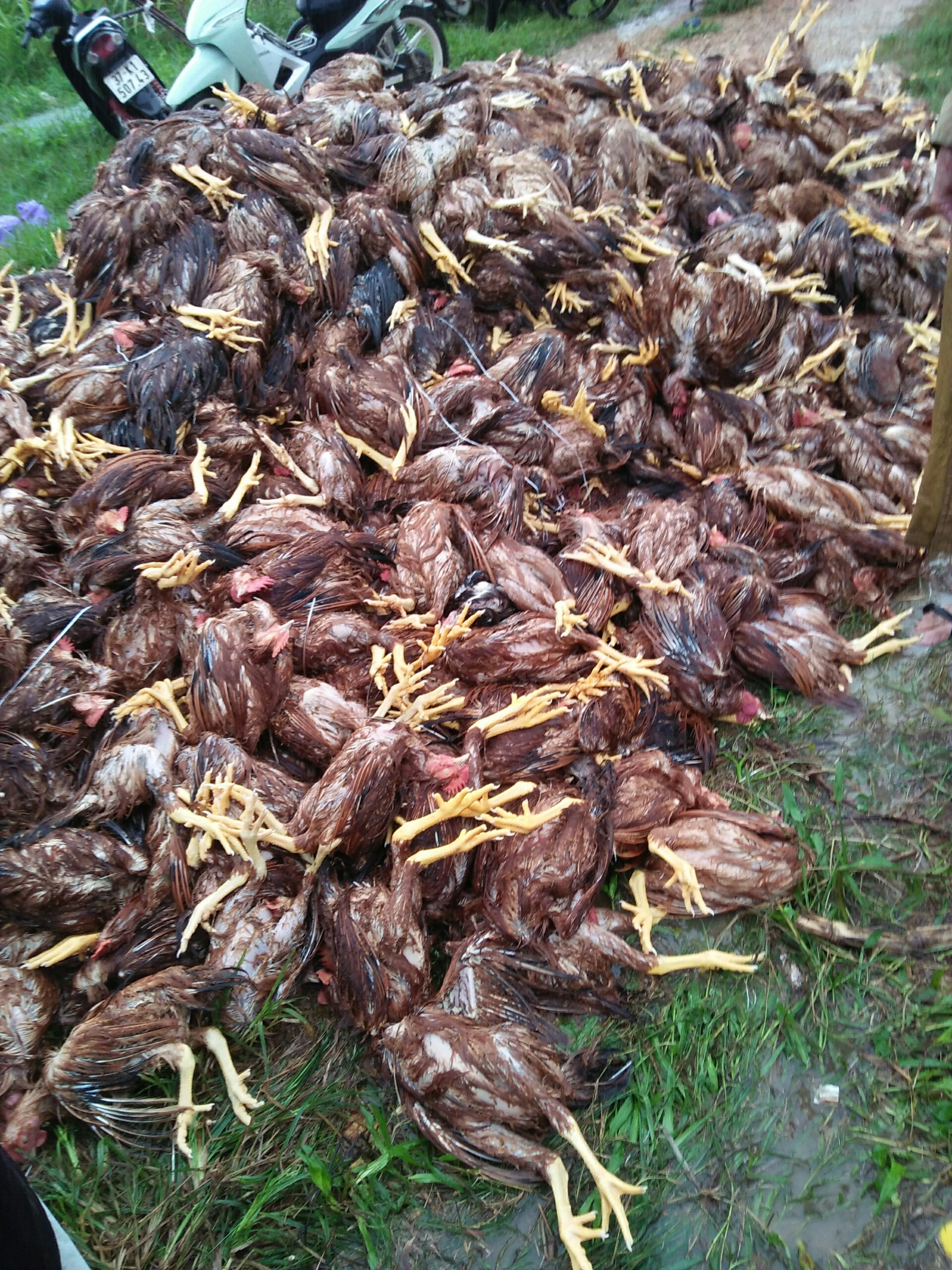 Hàng ngàn con gà đã bị chết do ngập nước. Ảnh Việt Phương