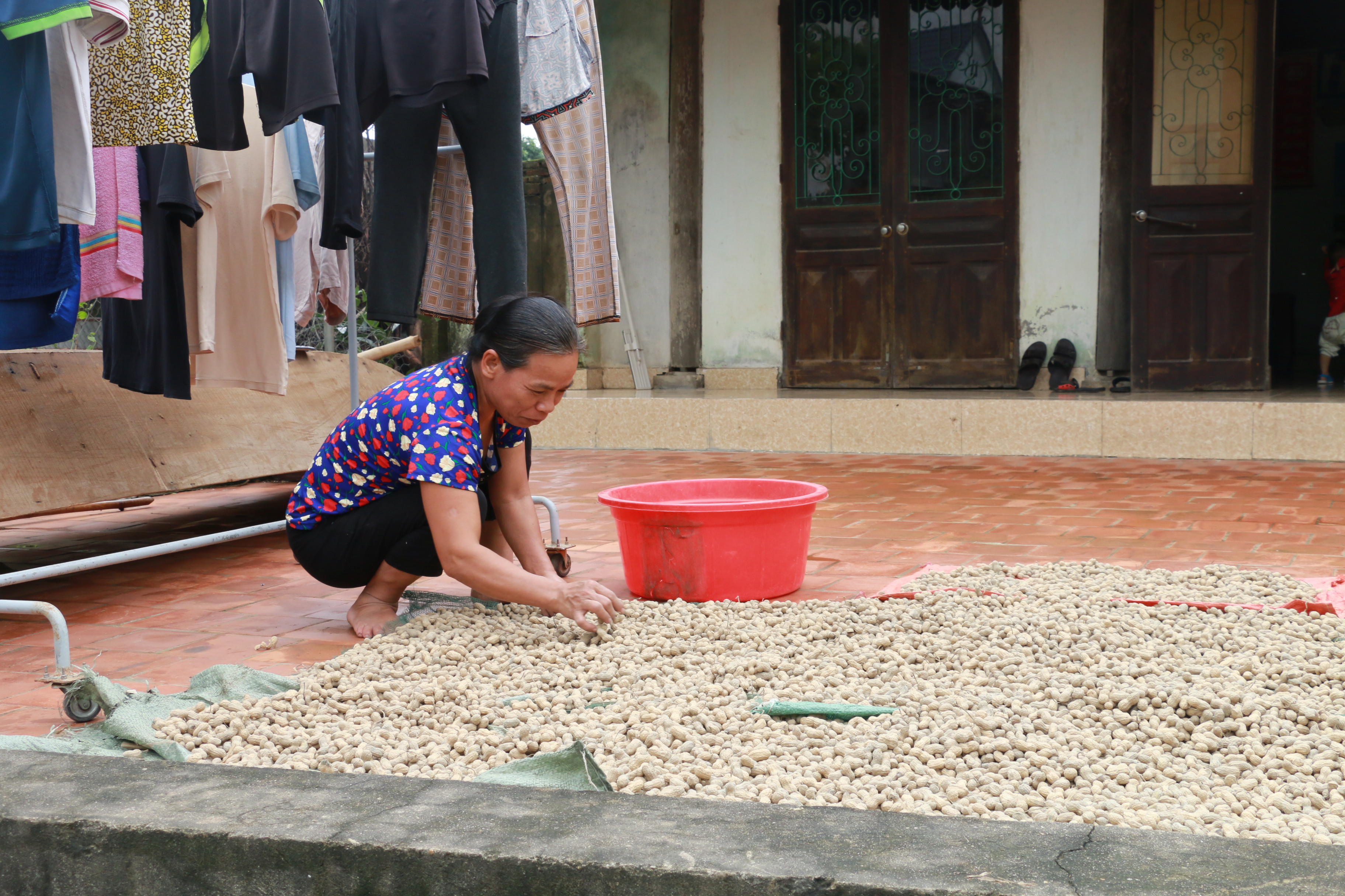 Một số nơi lũ bắt đầu rút, người dân đang cố gắng phơi khô lương thực, lạc giống. Tuy nhiên, rất nhiều trong số nay đã bị hư hại và người dân vùng lũ đang cần rất nhiều sự chia sẻ.  Ảnh: MH