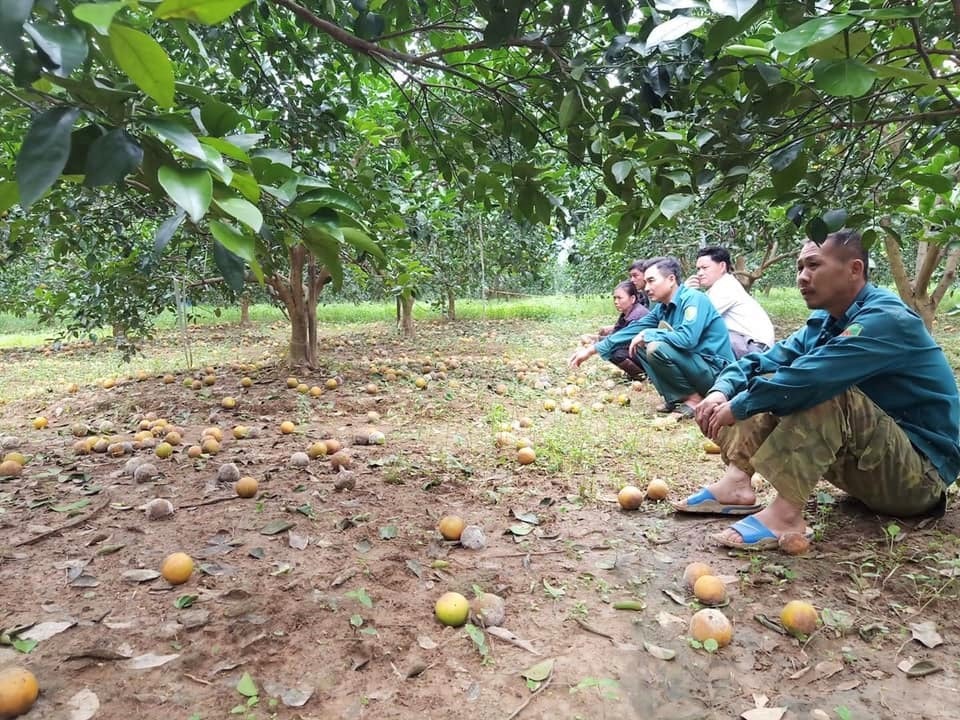 Bà con nông dân xót xa nhặt hàng tấn cam rụng đổ đi. Ảnh Thái Hiền