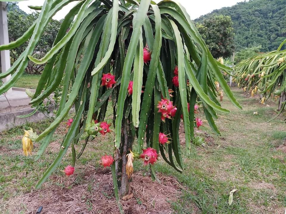 Xã Tam Quang đang mở rộng mô hình trồng thanh long ruột đỏ, không chỉ để làm cây ăn trái mà còn nhằm phát triển du lịch sinh thái. Ảnh: Tiến Hùng