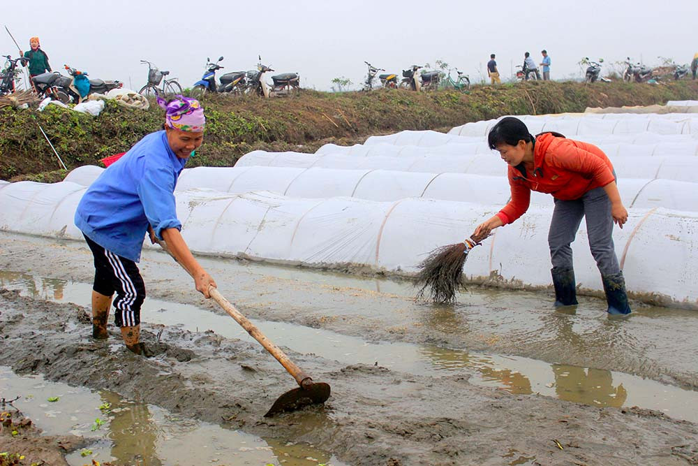 Nông dân Diễn Châu gieo mạ vụ xuân 2020. Ảnh: Phú Hương