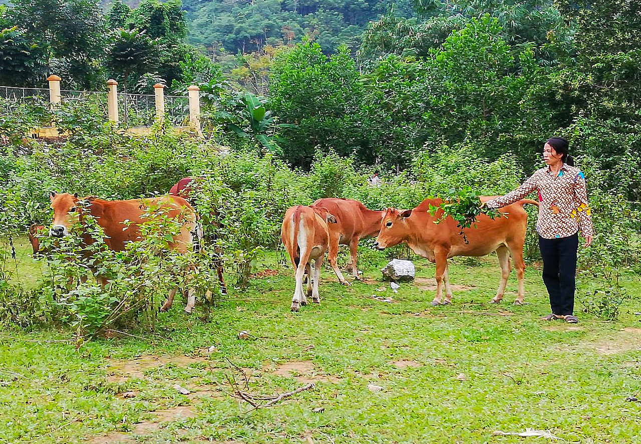 Đàn bò của gia đình chị Vi Thị Chói sinh sản rất tốt nhờ áp dụng cách thức chăn nuôi tập trung. Ảnh: Tùng Linh