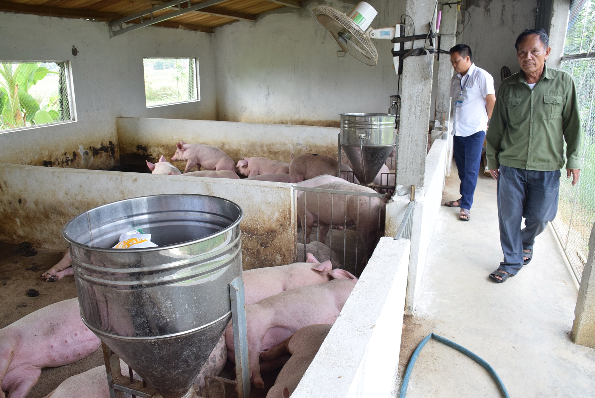 Để đảm bảo an toàn cho đàn lợn, người chăn nuôi phải thực hiện các giải pháp phòng dịch. Ảnh: Xuân Hoàng