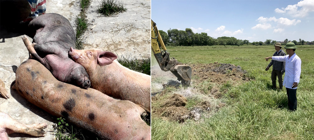 Lợn chết tại Hưng Nguyên sau mưa bão, chính quyền đã tiến hành tiêu hủy. Ảnh: Quang An