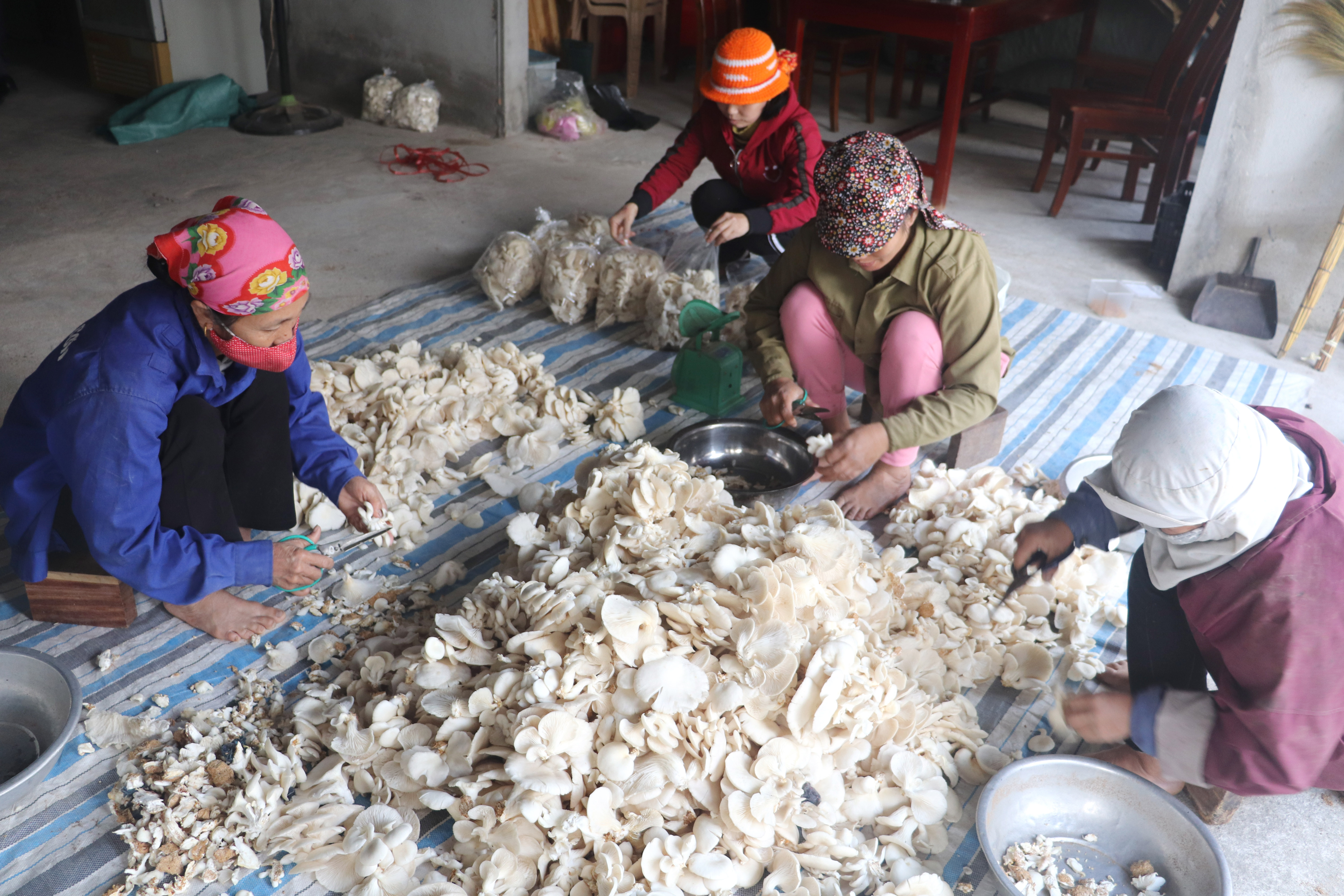Sản phẩm nấm rơm, một trong những sản phảm chủ lực của huyện lúa Yên Thành. Ảnh: Thái Dương