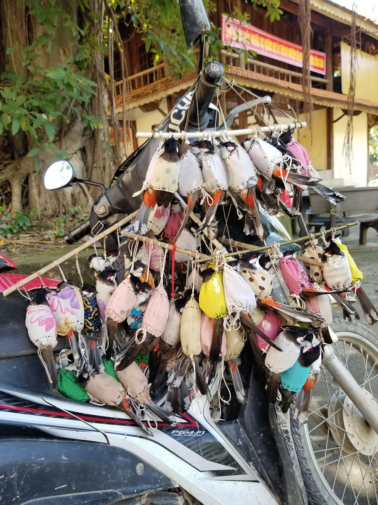 Những chú chim chào mào được thu mua ở huyện Kỳ Sơn. Ảnh: CTV