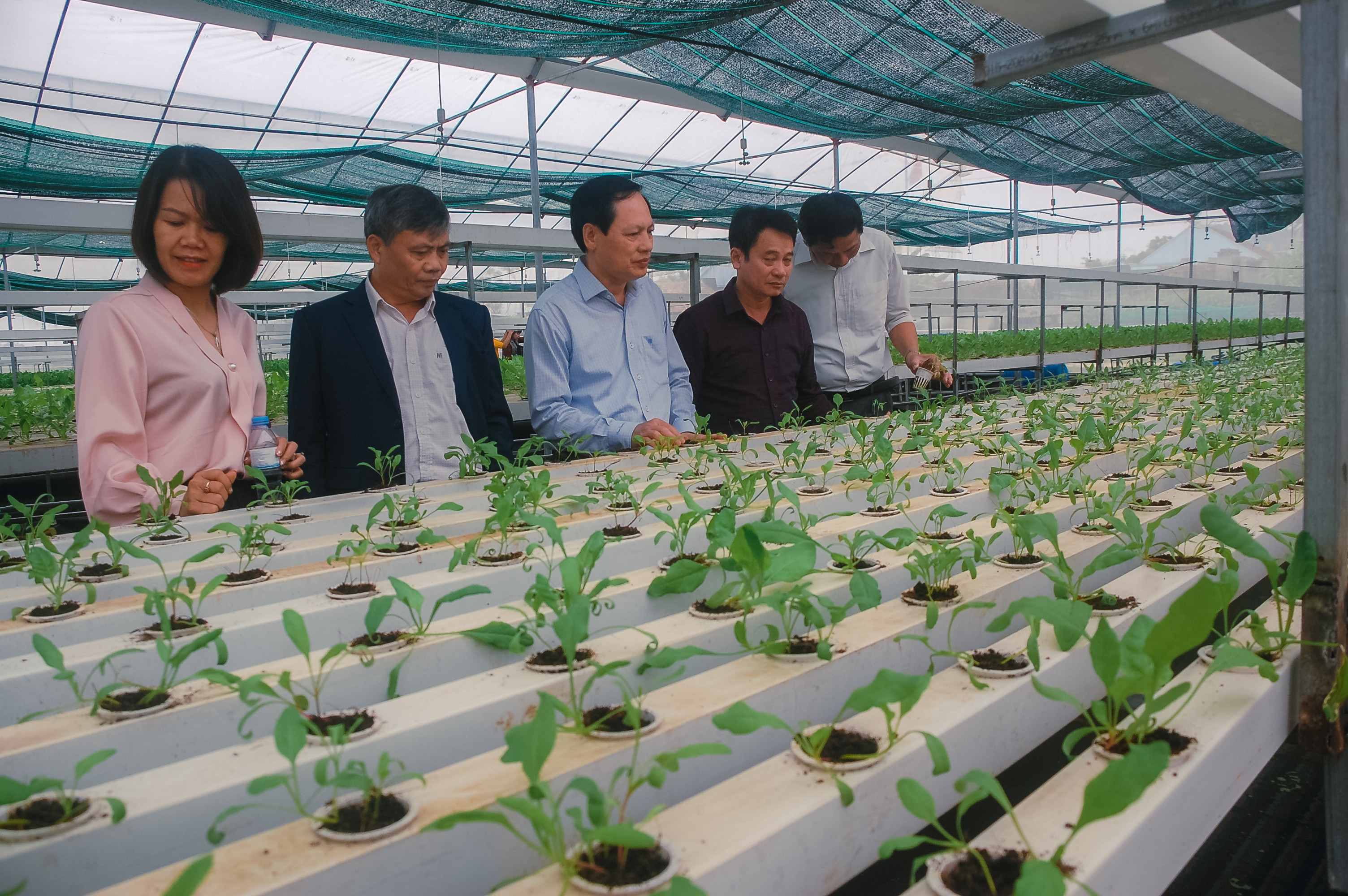 Áp dụng công nghệ cao sản xuất rau sạch ở Yên Thành. Ảnh: Thái Dương