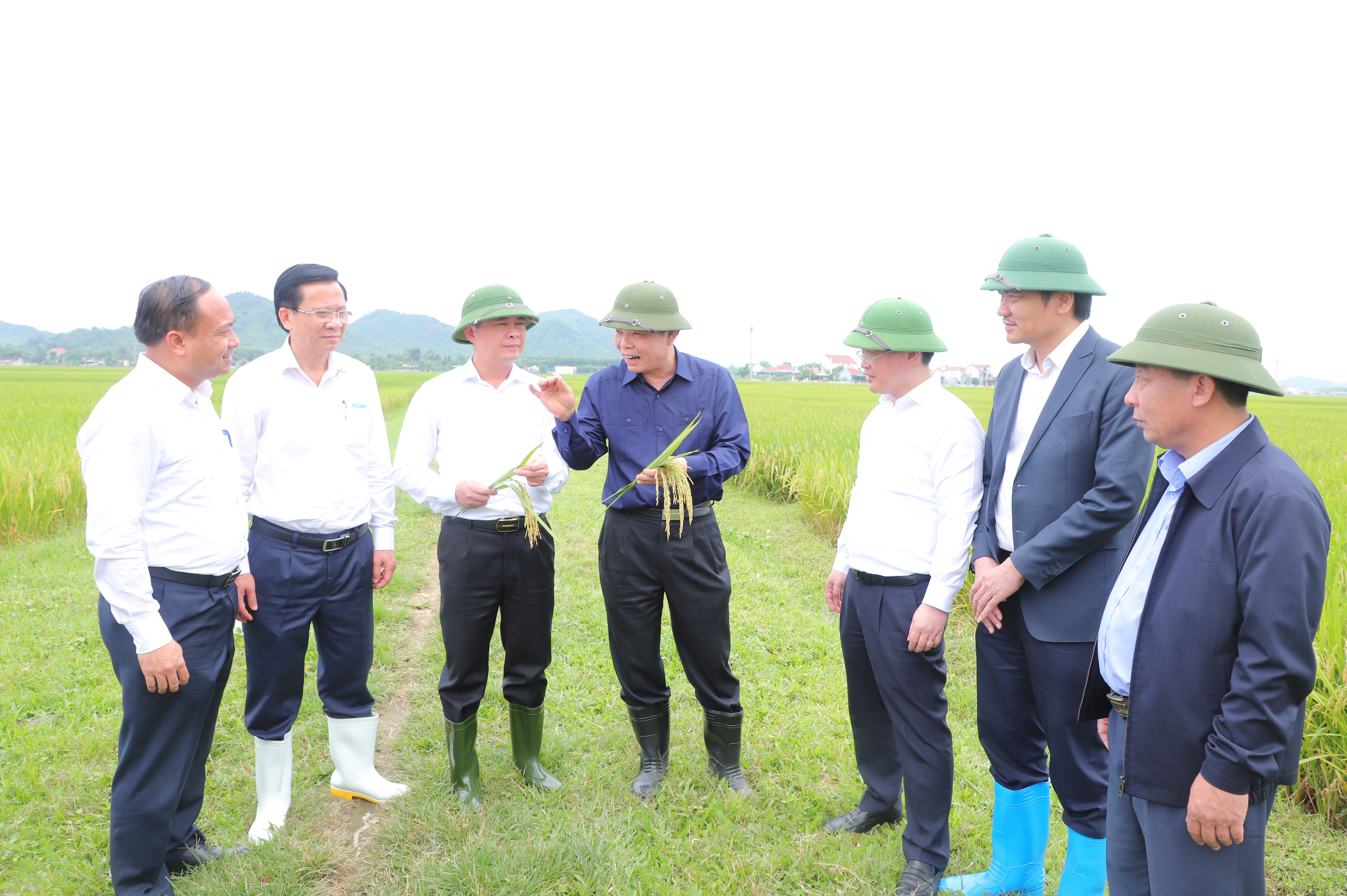 Bộ trưởng Bộ Nông nghiệp và PTNT kiểm tra cánh đồng mẫu lớn tại huyện Yên Thành.  Ảnh: Thành Duy