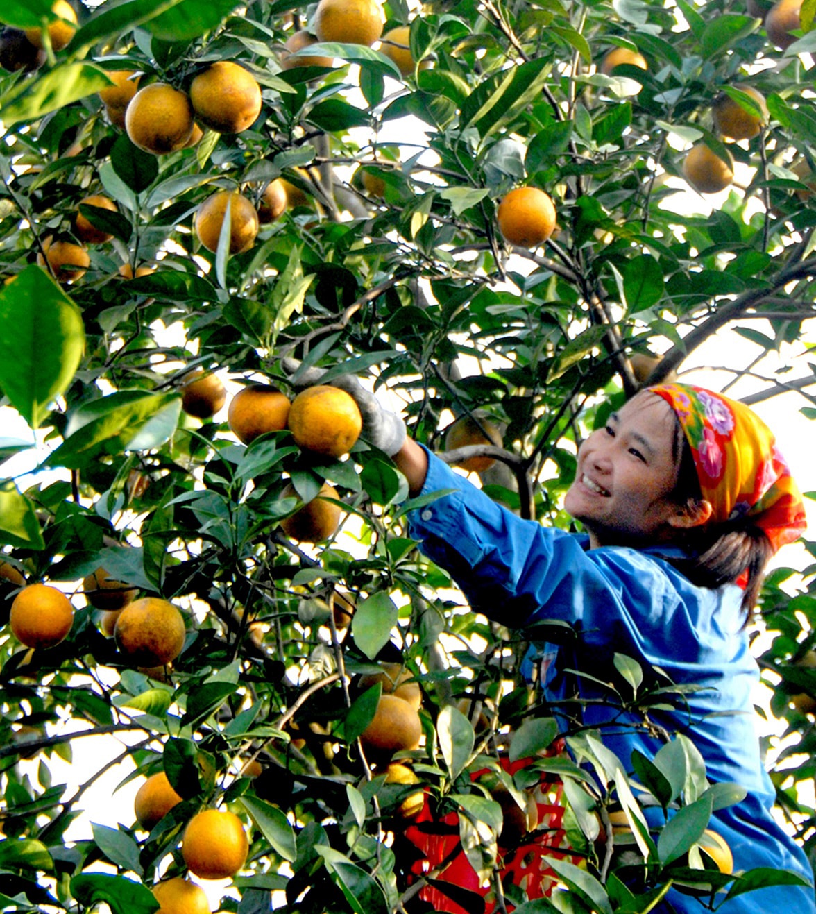 Thu hoạch cam ở xã Đồng Thành, Yên Thành. Ảnh Hồ Các
