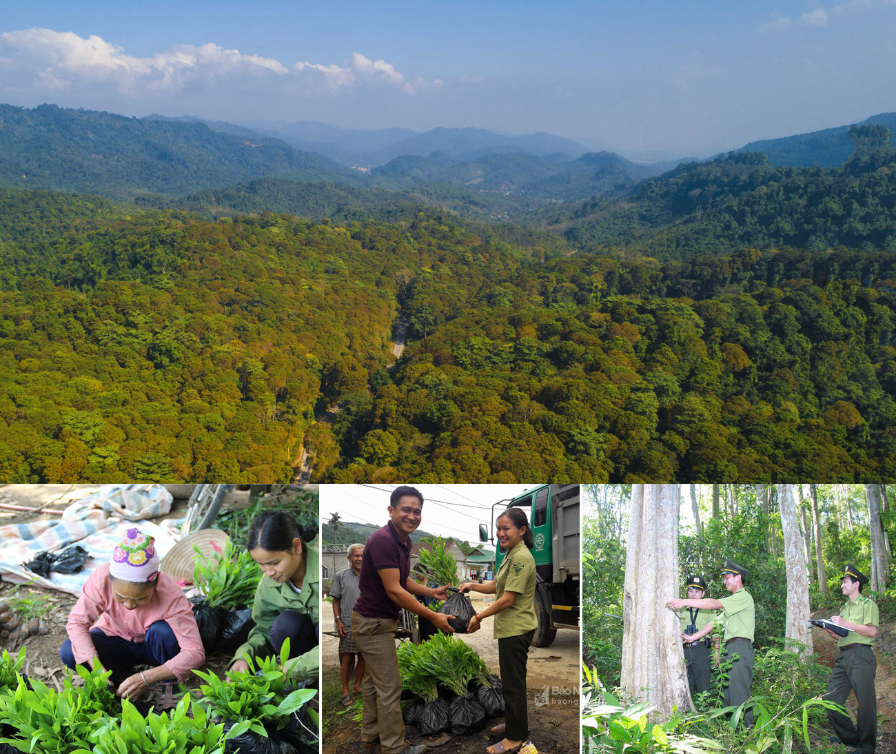 Toàn tỉnh Nghệ An hiện có 965.057 ha đất có rừng, trong đó, diện tích rừng trồng đạt khoảng 181.000 ha, độ che phủ rừng đạt 58,5%. Ảnh tư liệu