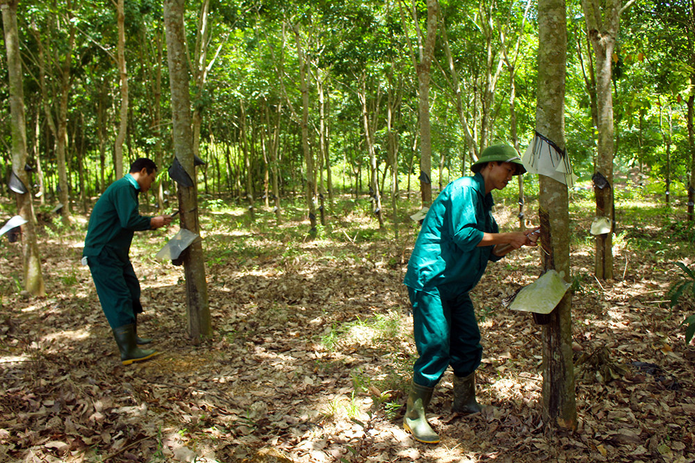 Nghệ An phát triển trồng và chế biến mủ cao su nhằm nâng cao hiệu quả rừng trồng. Ảnh: Phú Hương