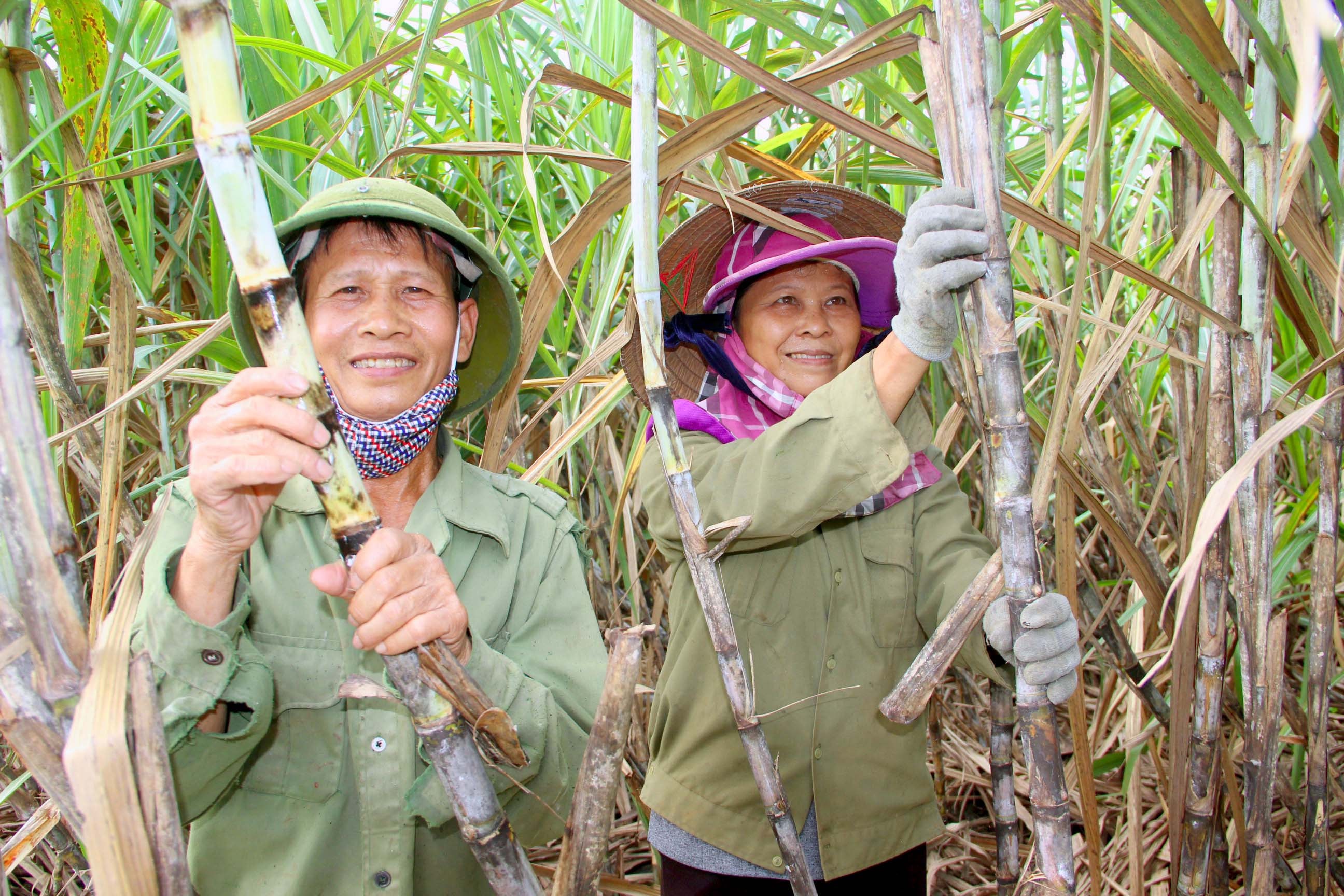 Người dân xã Tân Xuận, huyện Tân Kỳ tích cực chăm sóc mía. Ảnh: Nguyên Châu