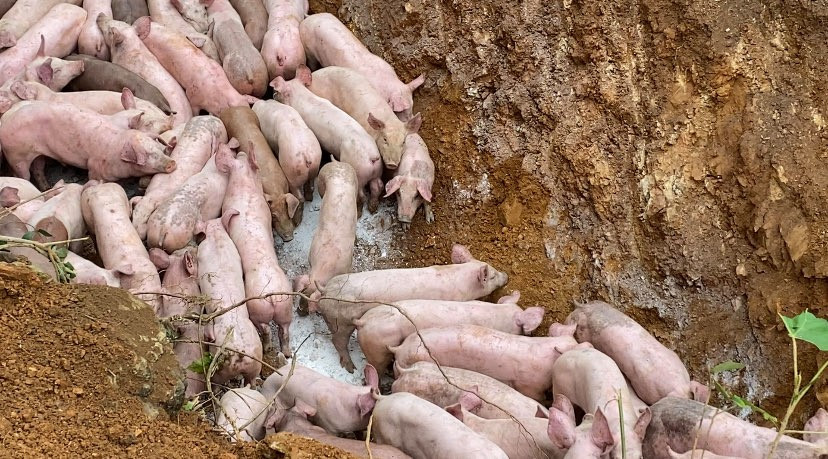 đàn lợn bị vứt bỏ ở khu vực giáp ranh. Ảnh Minh Thái