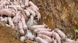 Cả trăm con lợn bệnh bị vứt bỏ ở khu vực giáp ranh Nghệ An - Thanh Hóa