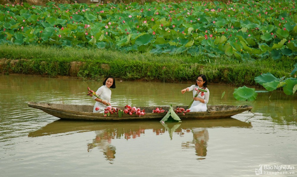 Nhiều đầm sen ở Nam Đàn đã là điểm đến yêu thích của nhiều du khách. 