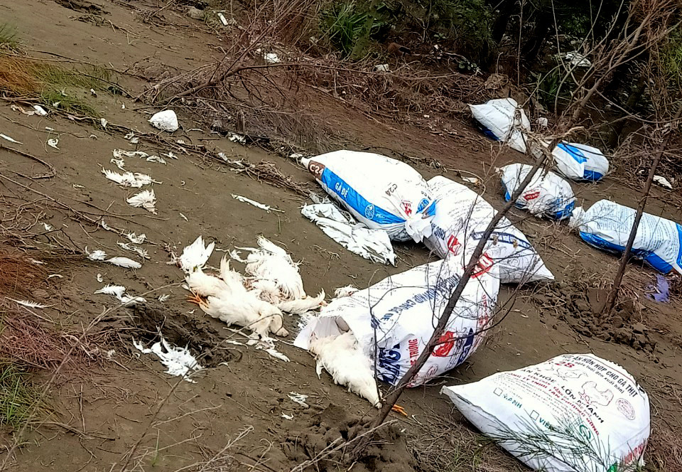 Hàng chục bì gà chết vứt rải rác tại đường ven biển xã Diễn Trung, Diễn Châu. Ảnh: P.V