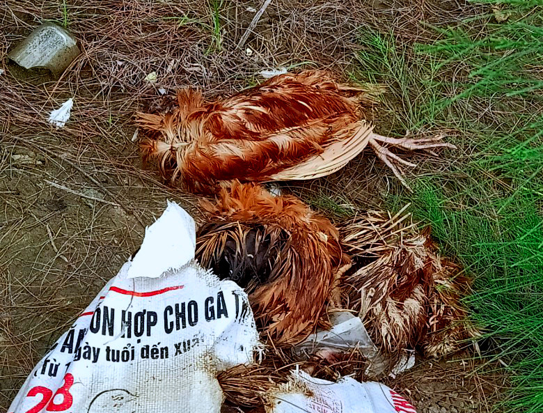 Những con gà đã phân hủy nặng, bốc mùi hôi thối. Ảnh: P.V