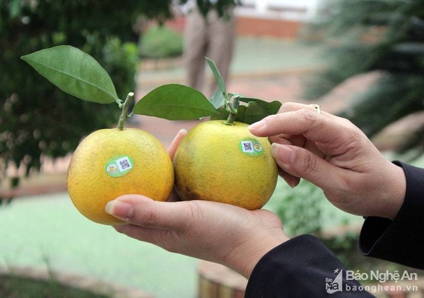 Cam Vinh được dán tem truy xuất nguồn gốc từ năm 2018. Ảnh tư liệu Xuân Hoàng