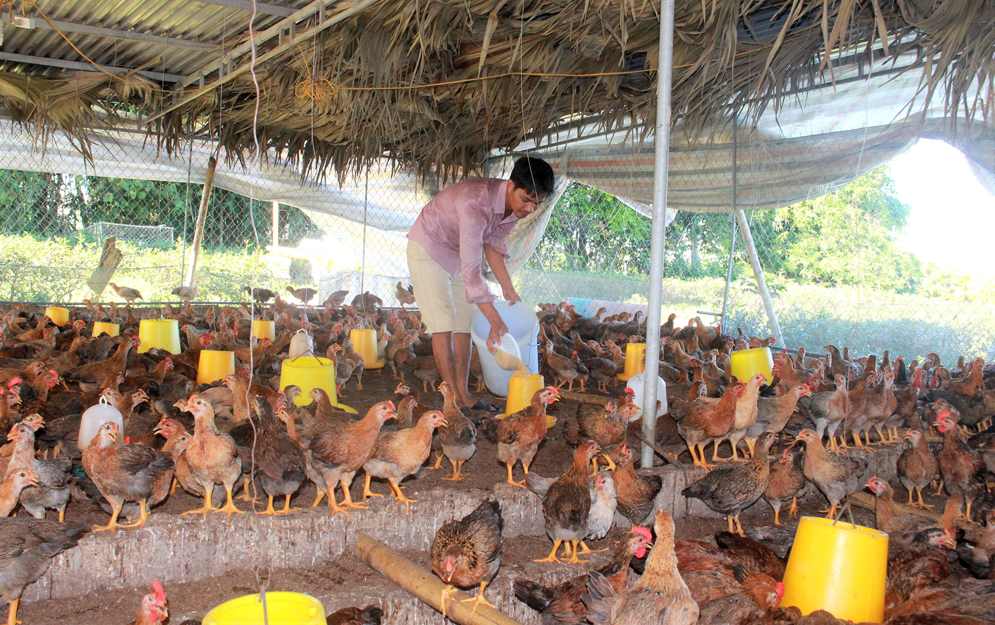 Mô hình nuôi gà thịt theo hướng an toàn sinh học, sử dụng nền chuồng bằng đệm lót sinh đang được bà con nông dân Anh Sơn nhân rộng