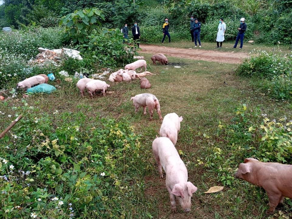Người dân phát hiện một số con lợn chết và sống được vứt ngay bên đường. Ảnh Minh Thái