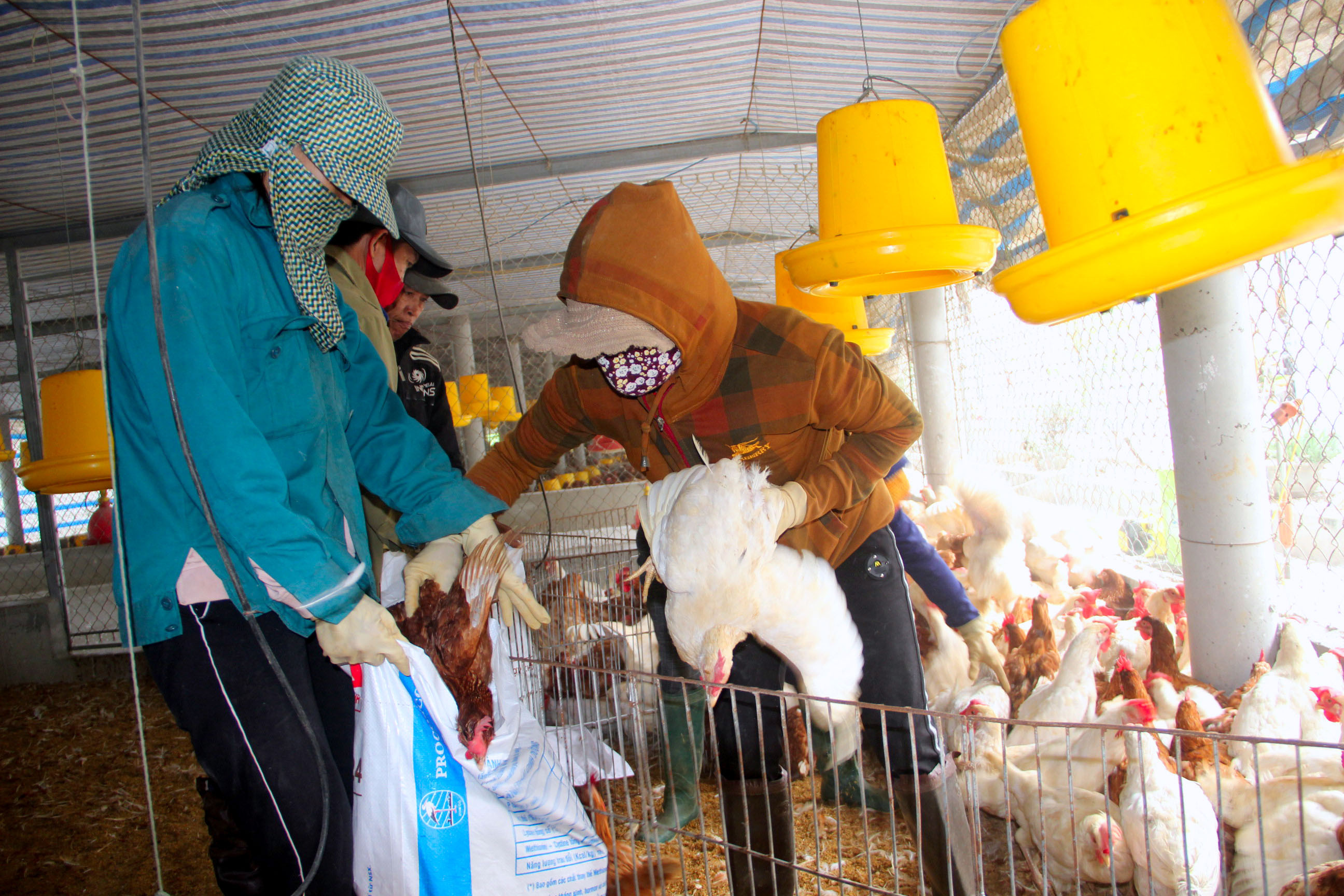 Xã Diễn Trung tiêu hủy số gà của gia đình ông Lê Văn Giang bị nhiễm dịch cúm gia cầm A/H5N6 trong sáng ngày 11/12. Ảnh: Quang An