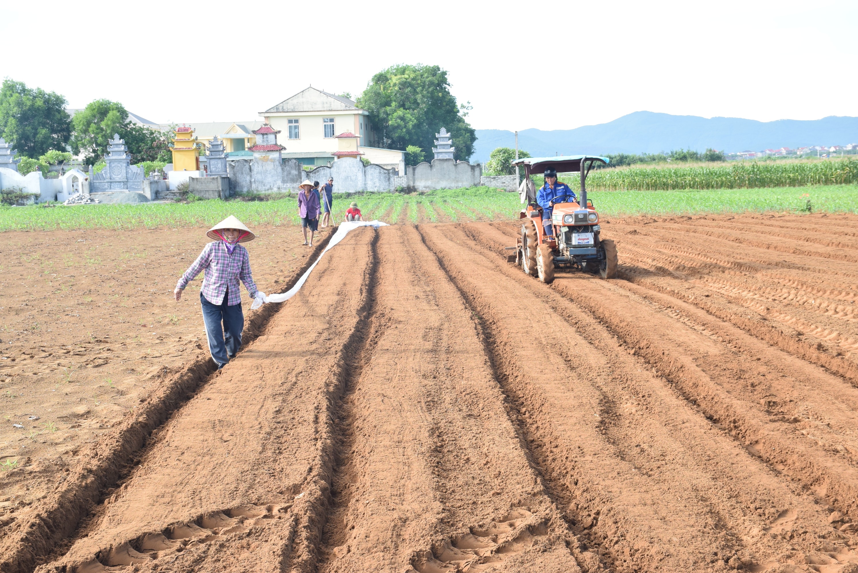 Nông dân huyện Diễn Châu sản xuất vụ đông. Ảnh: Xuân Hoàng
