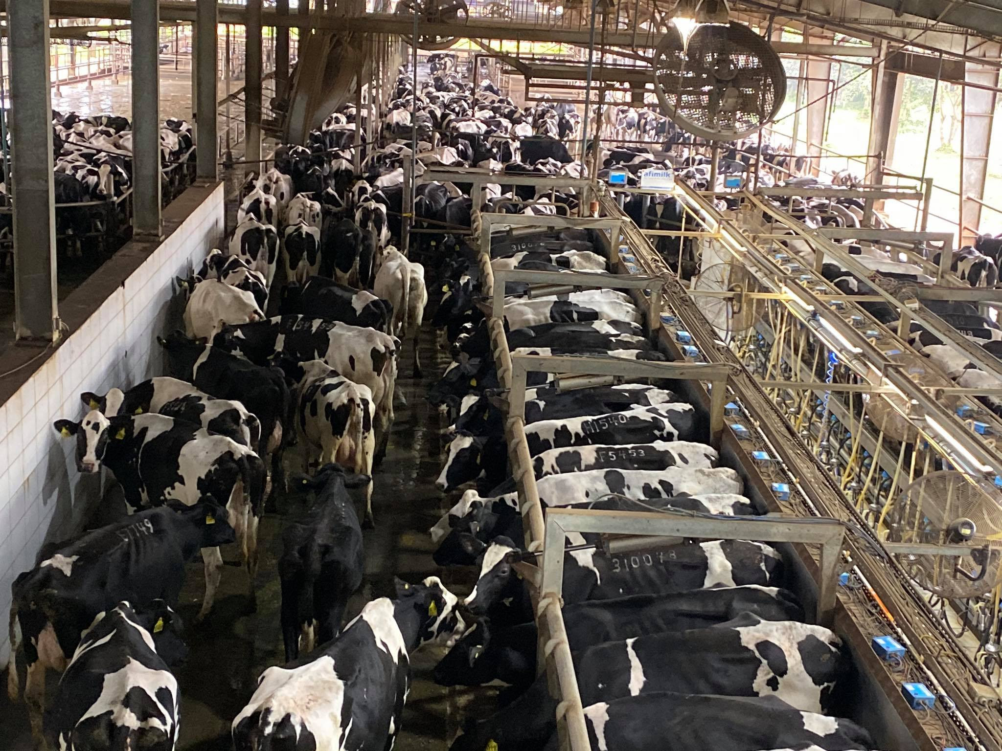 Đàn bò sữa của công ty TH hiện có 45.000 con. Ảnh: Minh Thái