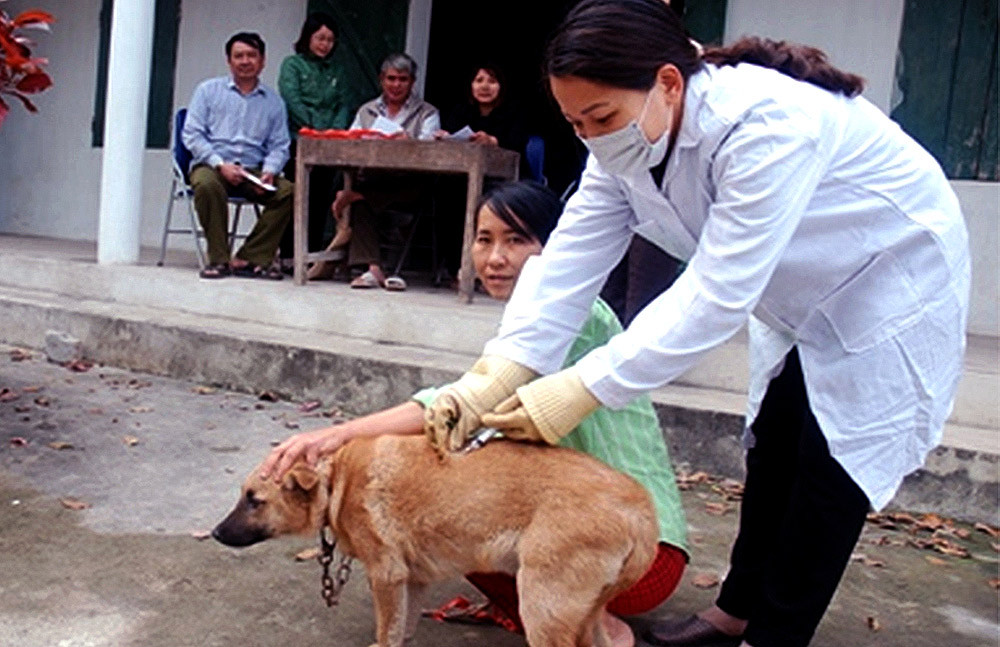 Tiêm phòng chó ở Diễn Châu