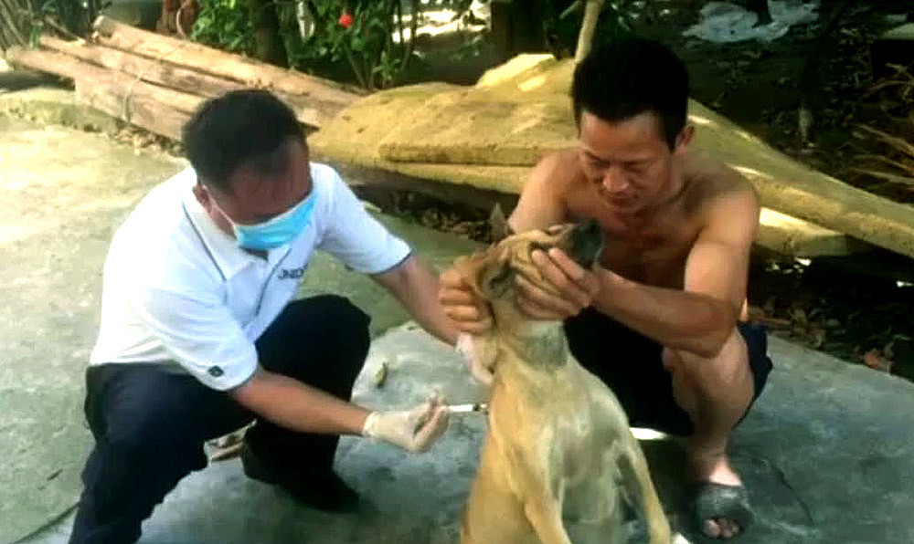 Cán bộ thú y tiêm phòng bệnh dại cho vật nuôi tại Nghi Lộc