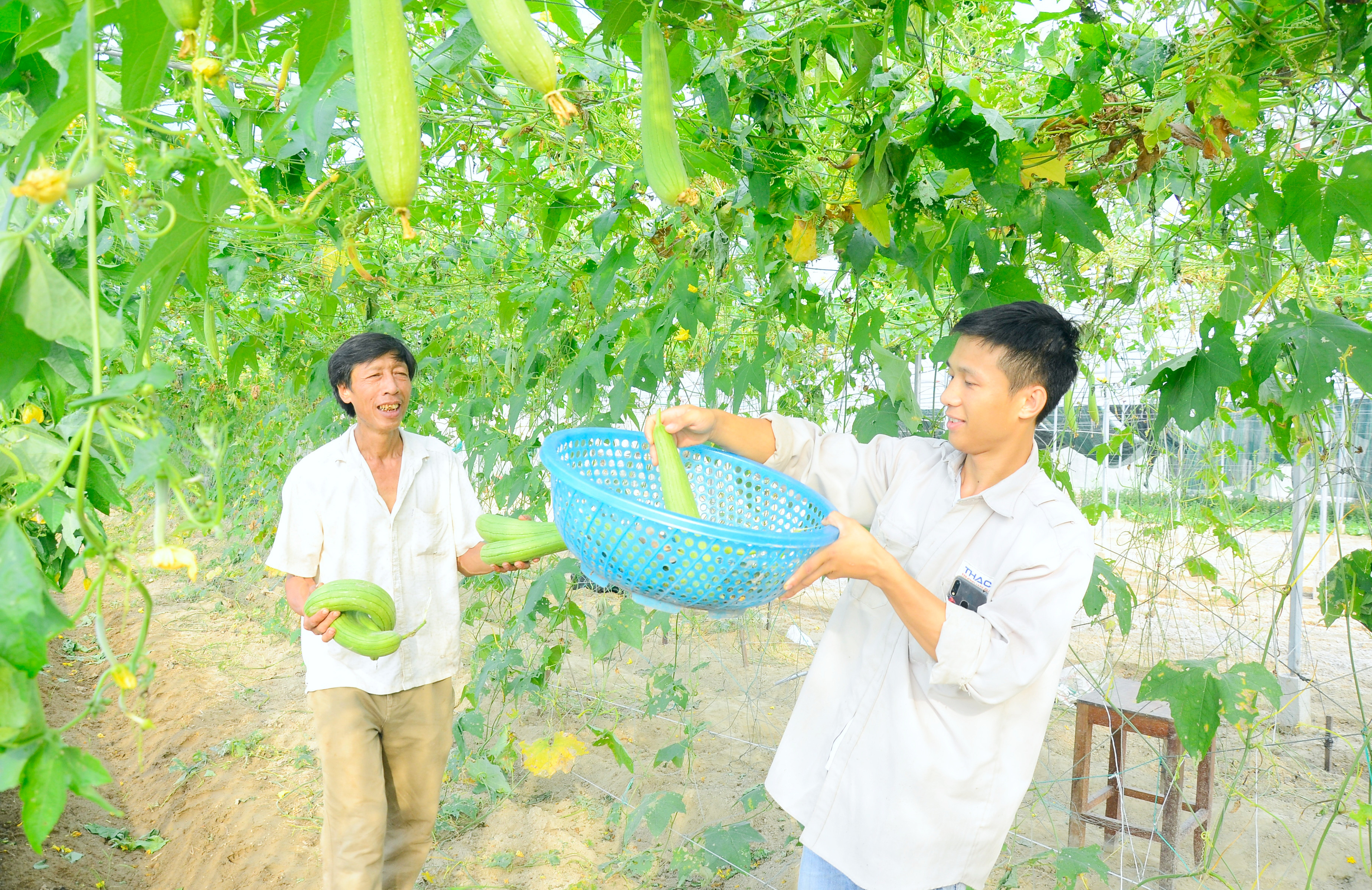 Mô hình trồng mướt trong nhà giàn của nông dân huyện Nghi Lộc. Ảnh: Thanh Lê