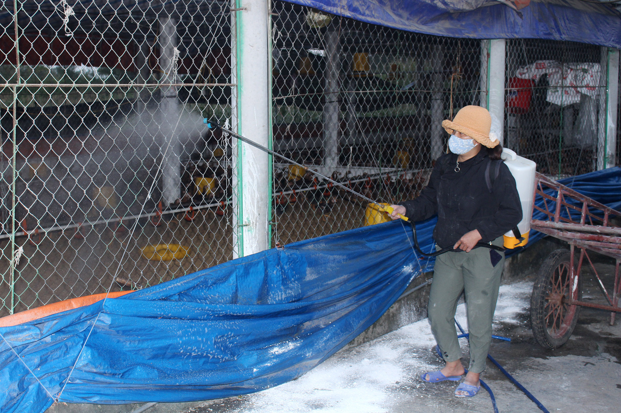 Chủ trang trại gà ở Diễn Châu rắc vôi tiêu độc xung quanh chuồng trại.