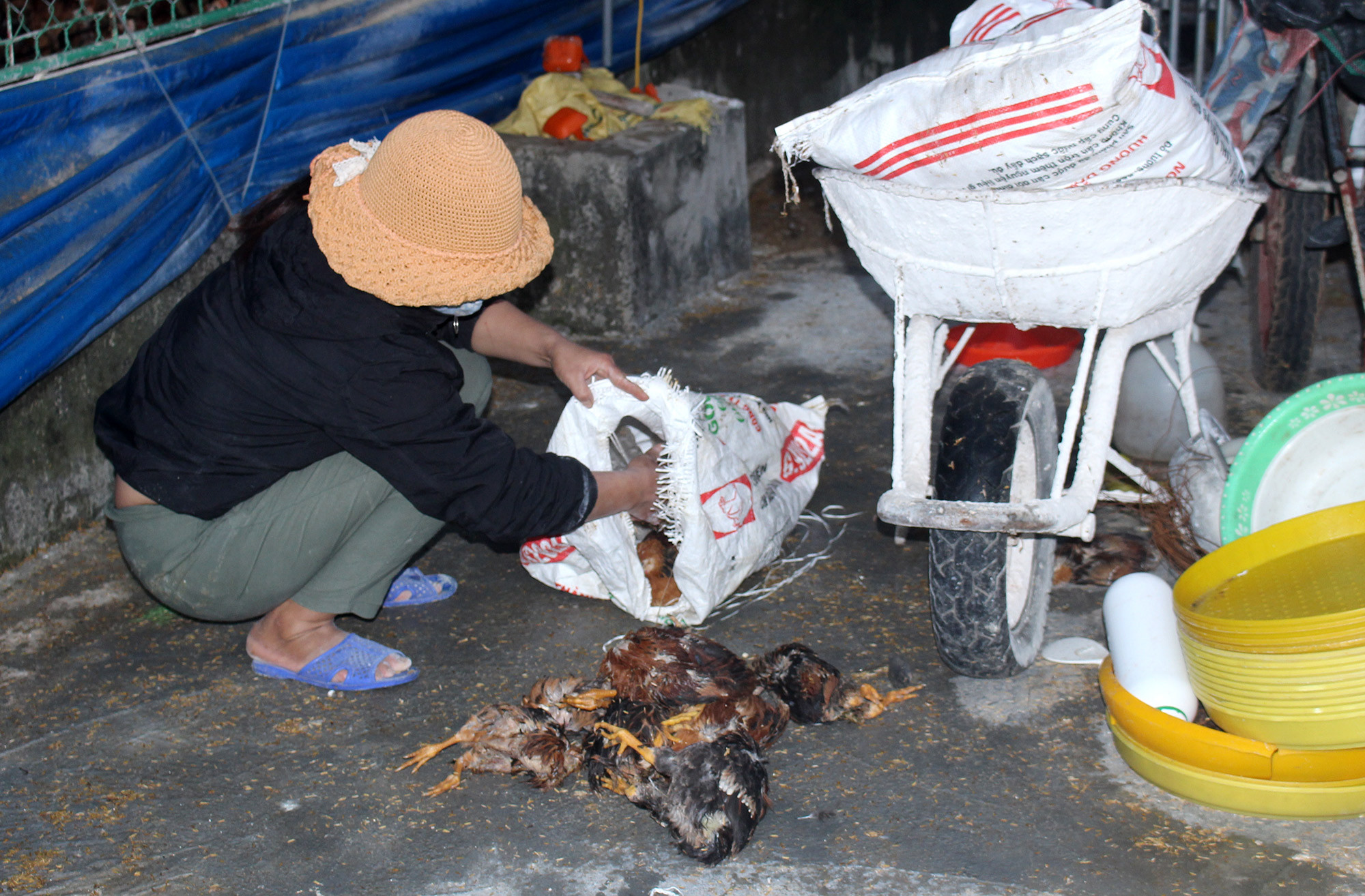 Gà chết hàng loạt tại xã Diễn Trung (Diễn Châu) do dịch bệnh. Ảnh: Phú Hương
