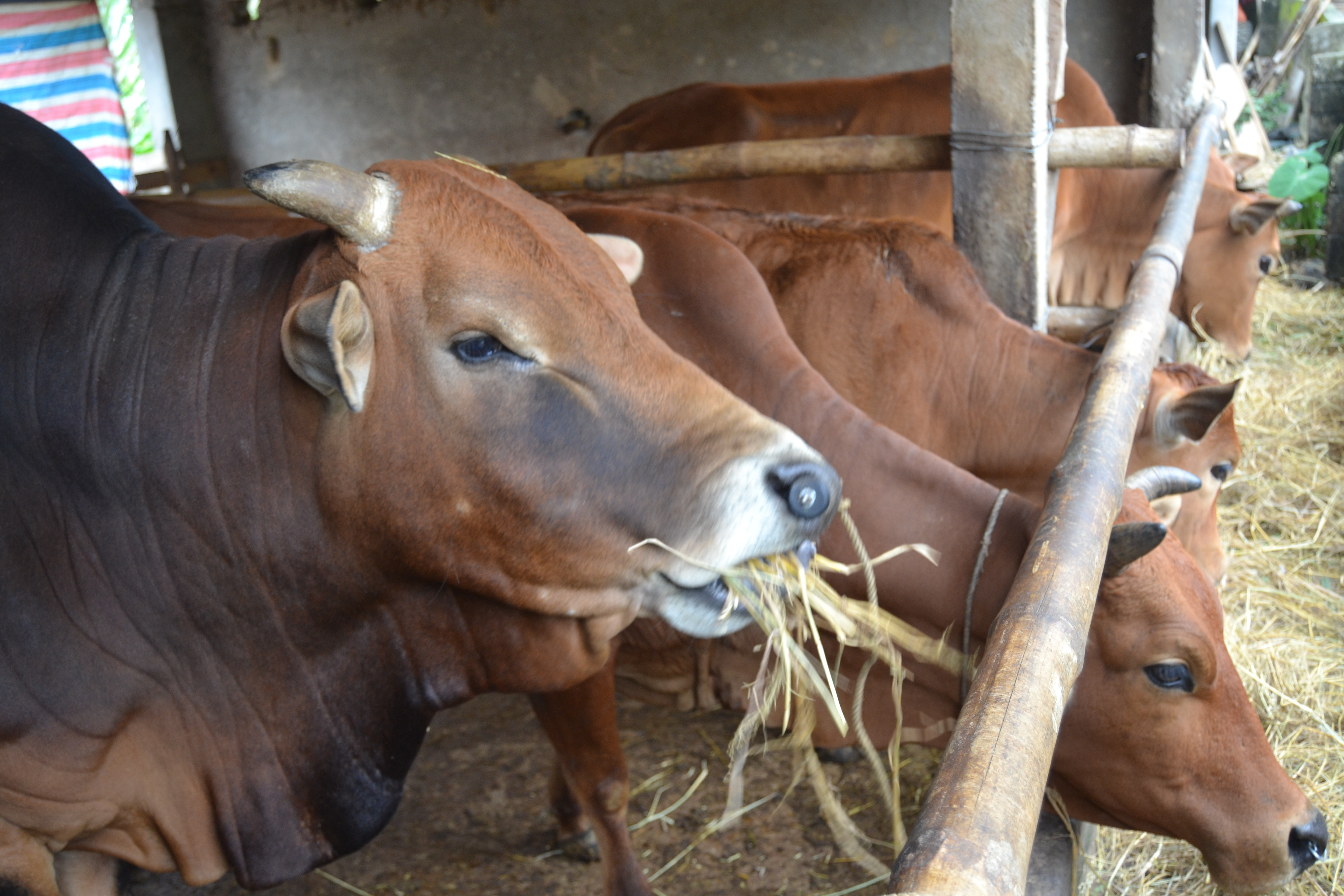 Trâu, bò được người dân xã Chi Khê nuôi nhốt ở nhà. Ảnh: Bá Hậu