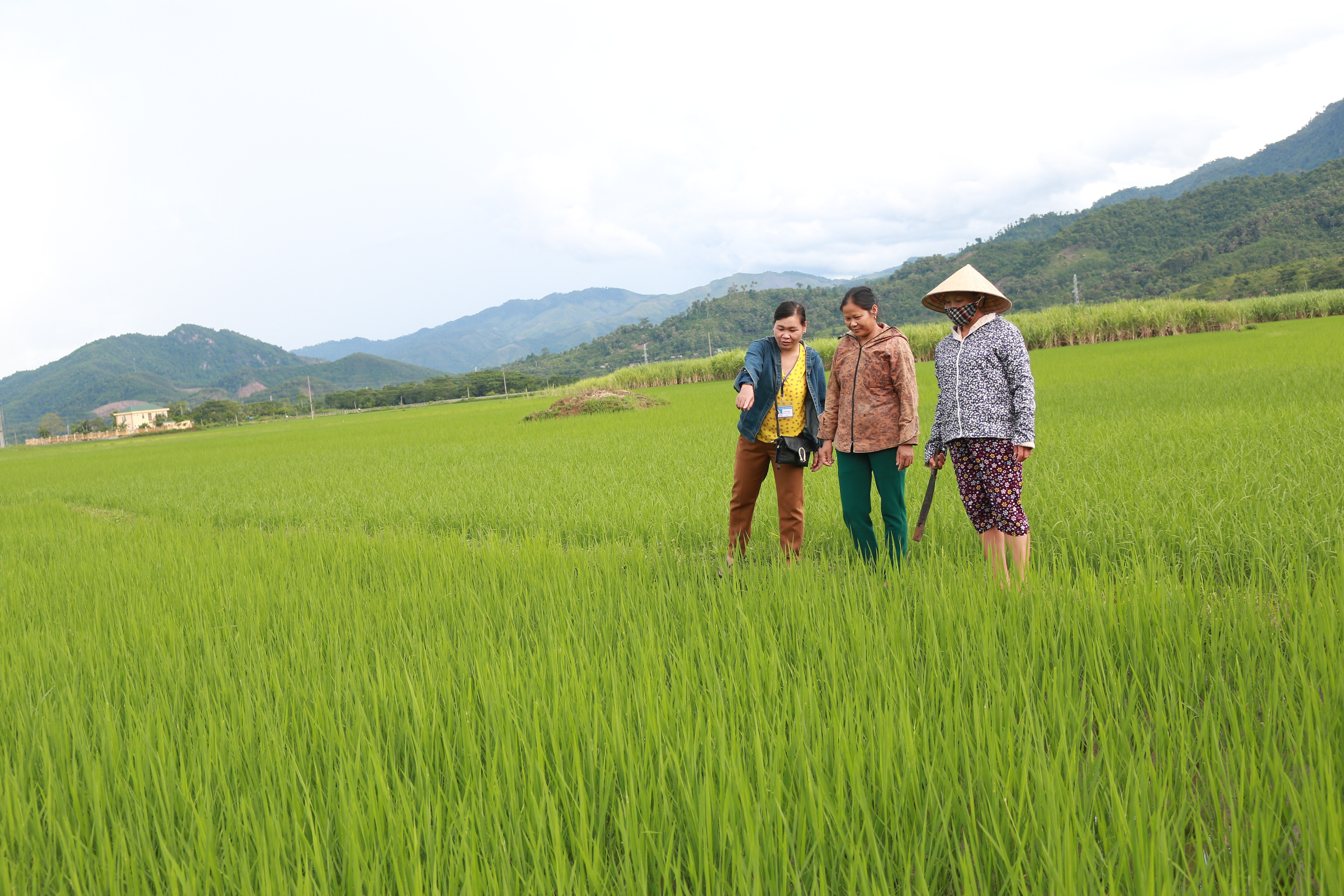 Cán bộ nông nghiệp xã Châu Kim cùng người dân kiểm tra lúa vụ mùa trên địa bàn. Ảnh tư liệu: Đặng Nguyễn