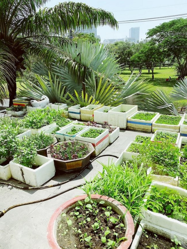 Với không gian rộng, Bảo Thy còn dành cả khu sân thượng để làm vườn rau sạch do chính tay cô tự trồng và chăm sóc. Bảo Thy chia sẻ: 